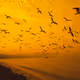 Photography by Subhrojit Dey