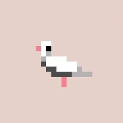 Crypto Pigeon #82