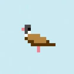 Crypto Pigeon #81