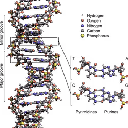 willjasen's dna