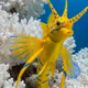 LONGHORN COWFISH