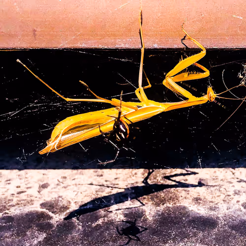 ThadShillagainCollection