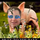 PIGGIE