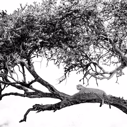 Wildlife Photography 1/1s by Manish