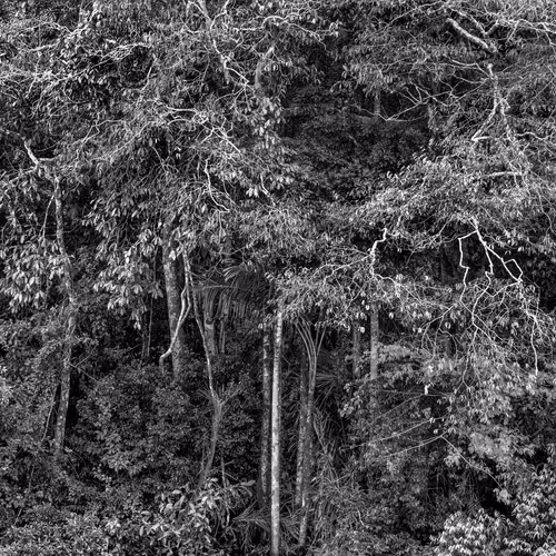 Amazonia Sebastiao Salgado
