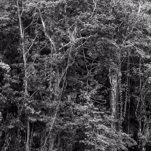 Amazonia Sebastiao Salgado