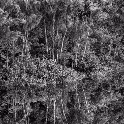 Amazonia Sebastiao Salgado