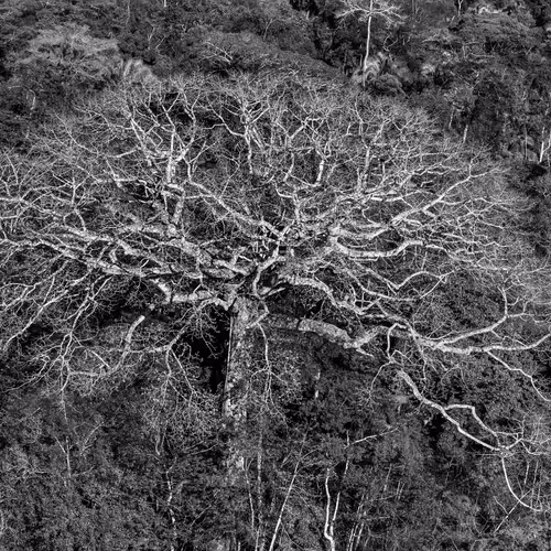 Amazonia Sebastiao Salgado