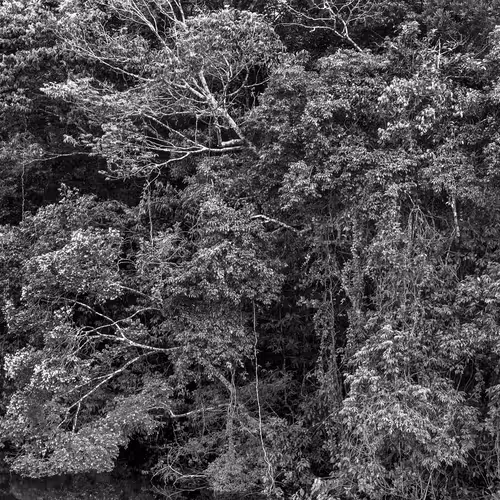 Amazonia Sebastiao Salgado