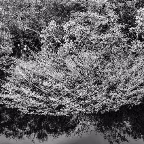 Amazonia Sebastiao Salgado