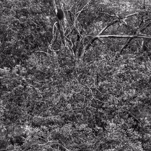 Amazonia Sebastiao Salgado