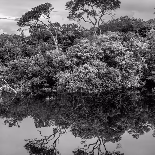 Amazonia Sebastiao Salgado