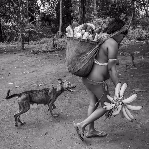 Amazonia Sebastiao Salgado
