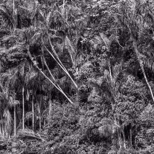 Amazonia Sebastiao Salgado