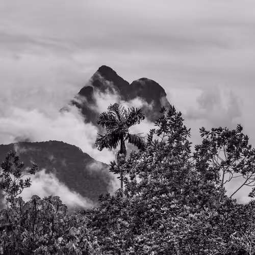 Amazonia Sebastiao Salgado