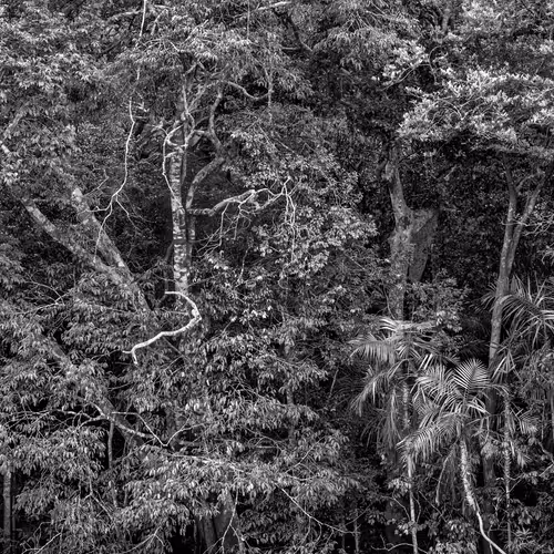 Amazonia Sebastiao Salgado