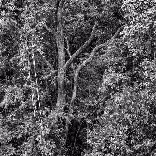 Amazonia Sebastiao Salgado