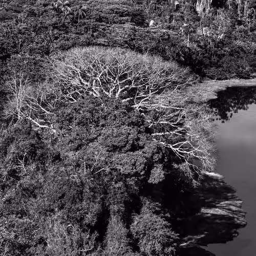 Amazonia Sebastiao Salgado