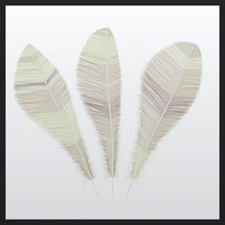 Pluma (SI) #150