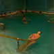 Gellrt Baths
