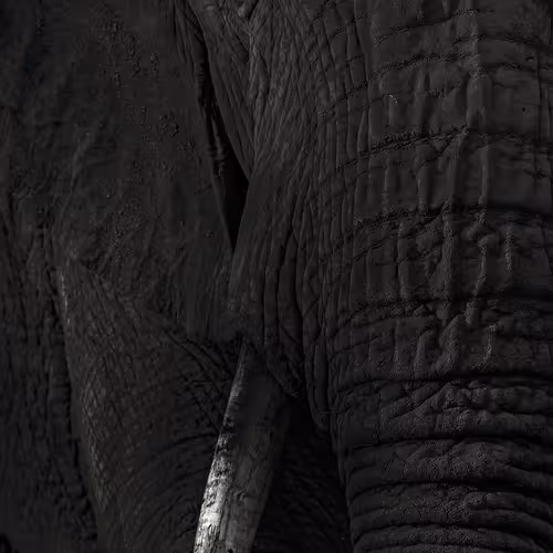 Oasis Of Art Wildlife Photography Volume Ii