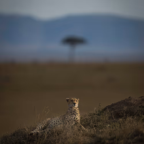 Oasis Of Art Wildlife Photography Volume Ii