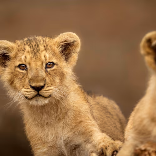Oasis Of Art Wildlife Photography Volume Ii