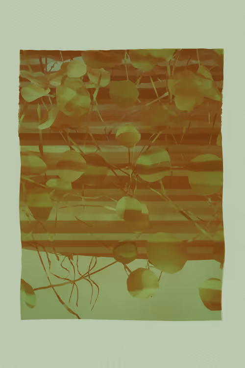 Item #1699366350 Media