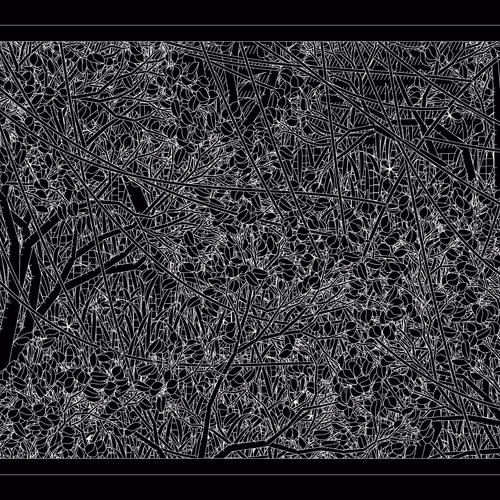 Entangled #381