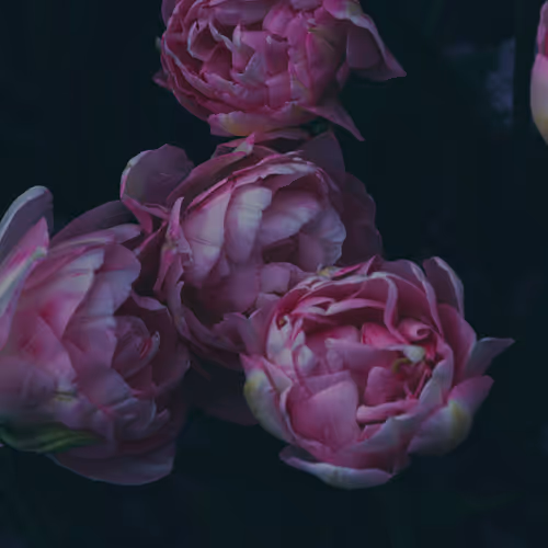 In Bloom - OuAgz8WkoC