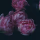 In Bloom - OuAgz8WkoC