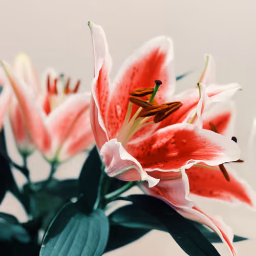In Bloom Ouagz8wkoc