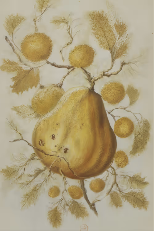 Item #51 Media