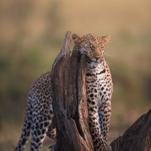 Spotted Beauty