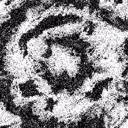 Noise #558 