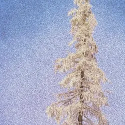 the larch