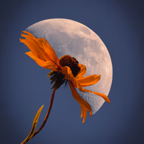 Look At The Moon V3