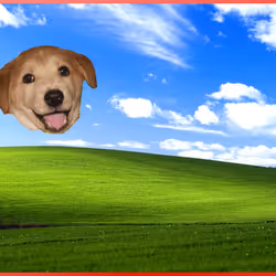 462