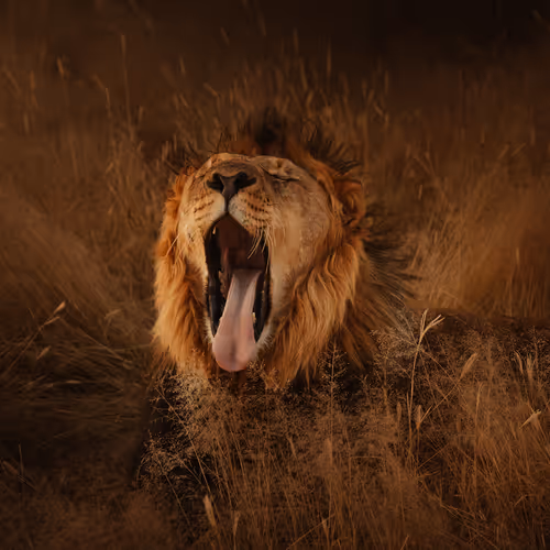 Joanne Hollings editions V2