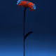 Soul Blossom