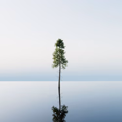 Singular #1/100