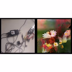 Learning To See: Gloomy Sunday #4 - Earth (Flowers)