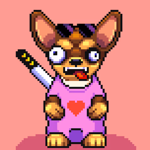 Chihuahua 11