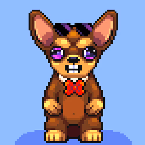 Chihuahua 11