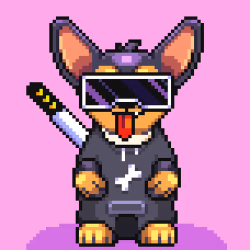Chihuahua 11