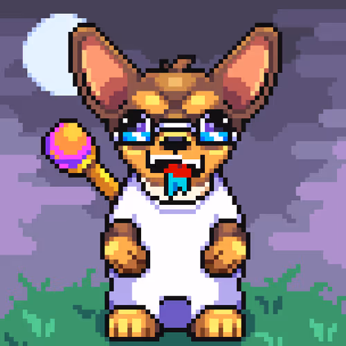 Chihuahua 11