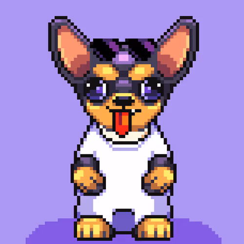 Chihuahua 11