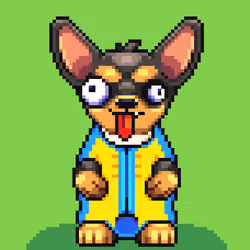 Chihuahua #125
