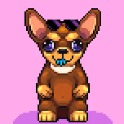 Chihuahua #94
