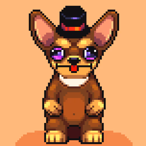 Chihuahua 11
